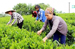 Tiên phong chuyển đổi số trong sản xuất chè