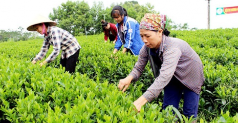 Tiên phong chuyển đổi số trong sản xuất chè